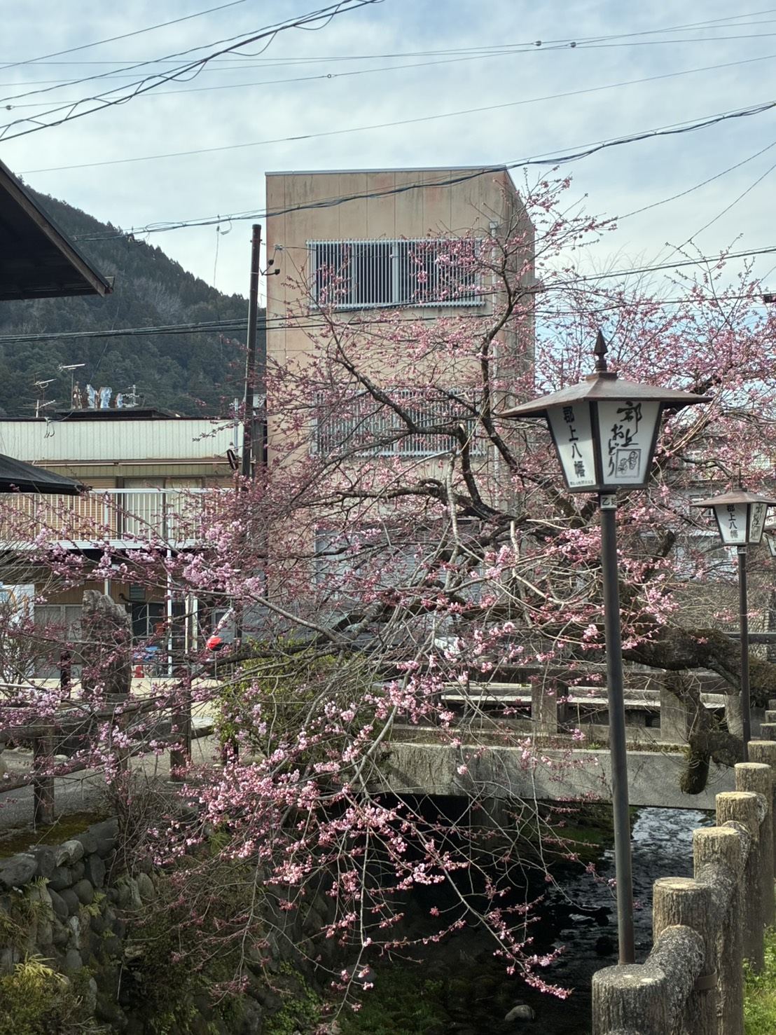 Cherry blossoms and a Gujo Odori lantern along the river in Gujo Hachiman