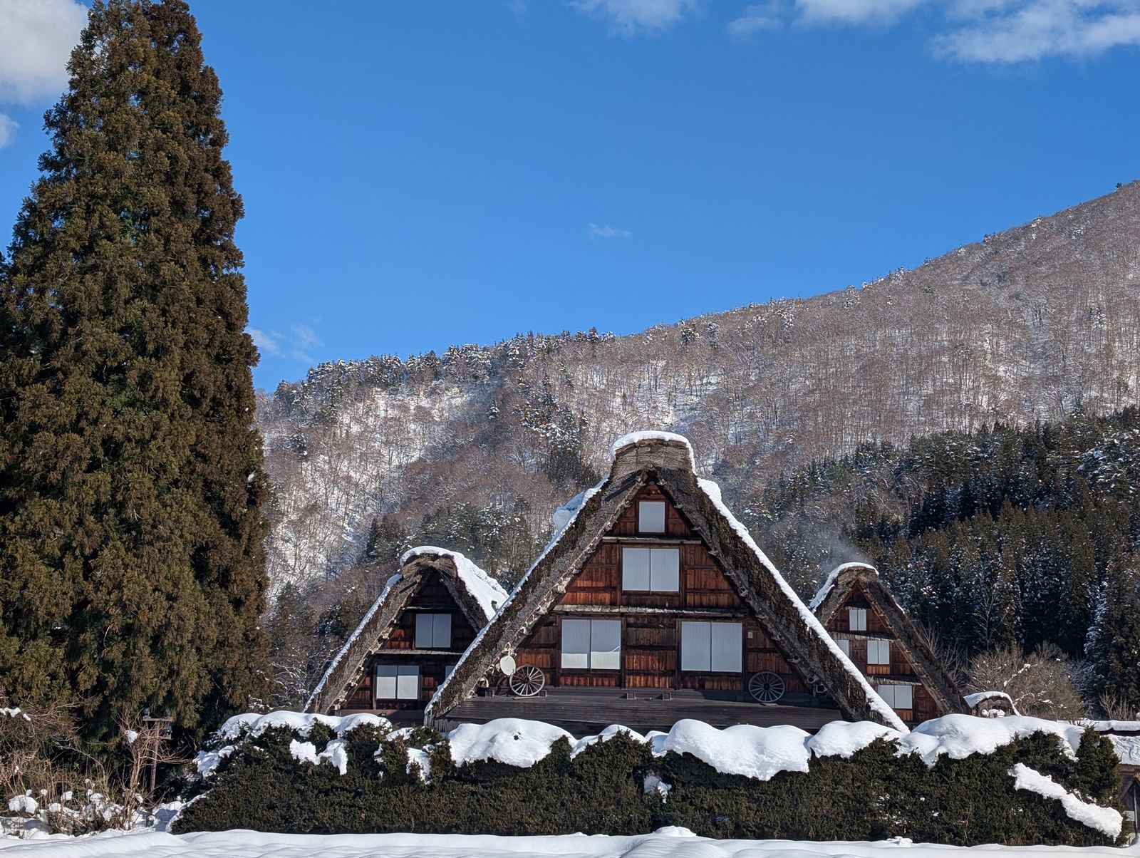 Snow-covered gassho-zukuri farmhouses in winter