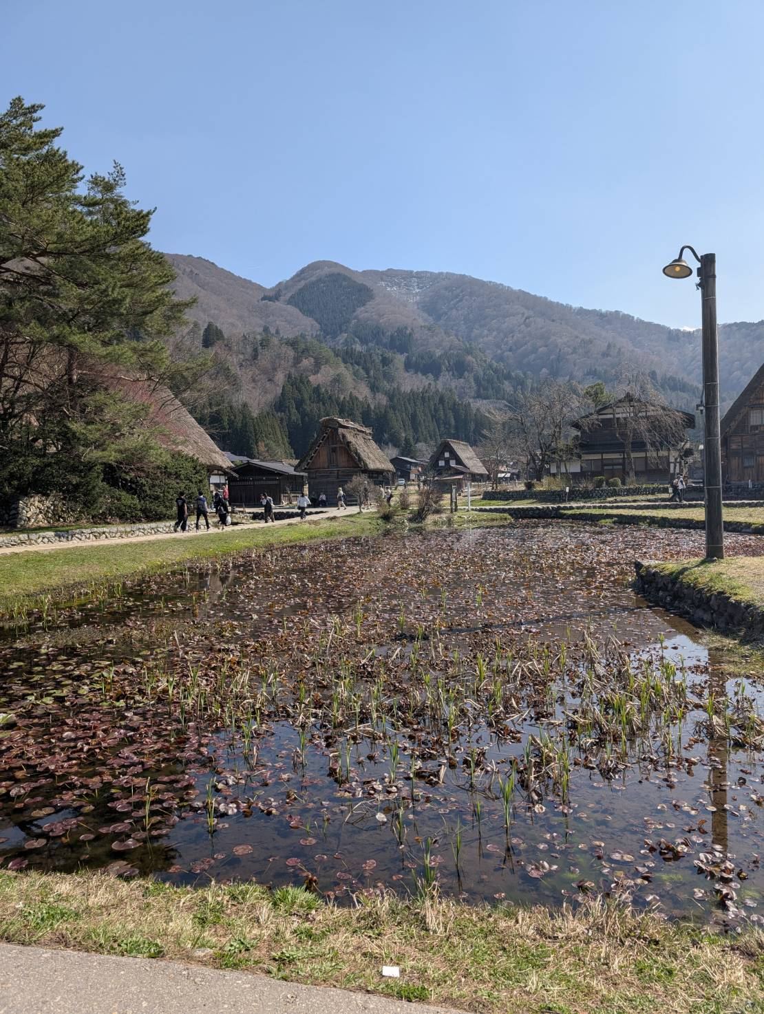 Gassho-zukuri farmhouses and rice paddies in Shirakawa-go